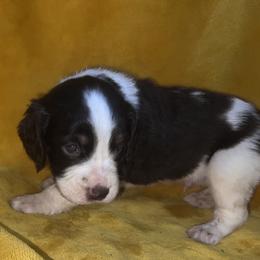 Tristan - Liver white and tan male English Springer Spaniel puppy in Liverpool, Pennsylvania from Breezy Acres Stock & Sporting Dogs