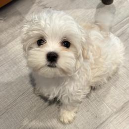 Washington - White and tan male Maltese puppy in Grottoes, Virginia from Wendy’s Maltese & Cavamalts of Virginia