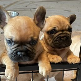 French Bulldog Puppies from De-Jon Frenchies