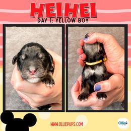 Yellow - male Golden Mountain Doodle puppy in Boiling Springs, South Carolina from OlliePups, LLC