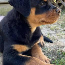 Rottweilers from Von der Keil German Rottweilers