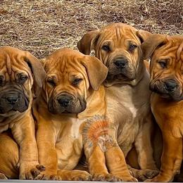 4th Pick Female - Red female Boerboel puppy in Pennsylvania from Cold River Boerboels