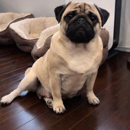 Sooie - Pug