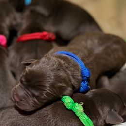 Blue - Chocolate male Labrador Retriever puppy in Huntington, Texas from Soggy Bottom Retrievers