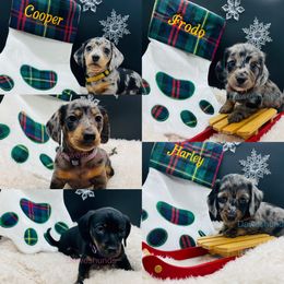 Dachshund Puppies from Daweshunds