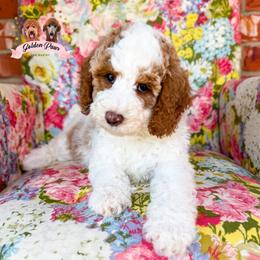 Glory - female Bernedoodle puppy in Clinton, Oklahoma from Golden Paws Fur Babies
