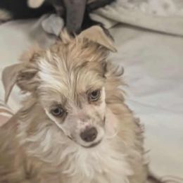 DaoDog Lancelot The Knight - Red male Chinese Crested puppy in Highland Park, Michigan from Family Kennel Dao Dog