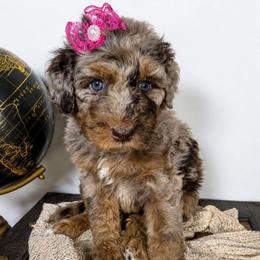 Sundance - Brown merle female Aussiedoodle puppy in Haleyville, Alabama from The Cuddly Dood Ranch