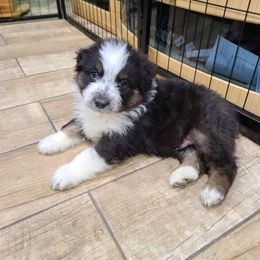 Australian Shepherd Puppies from Whitfarm Aussies