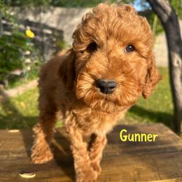 Gunner - Red  male Goldendoodle puppy in Glendale, Arizona from Follow Your Bliss Doodles