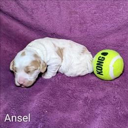 Ansel - Red and white female Cockapoo puppy in Sunset, Louisiana from Cano Cockapoos
