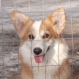 Cheyenne - Pembroke Welsh Corgi