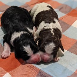 Bernedoodle, Goldendoodle, and Labradoodle Puppies from Riverhouse Doodles