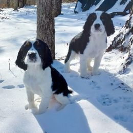 English Springer Spaniel Puppies from Music City Springers