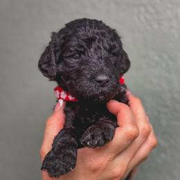 Rosie - Black female Poodle puppy in Midwest City, Oklahoma from Strawberry Hill Puppy Patch