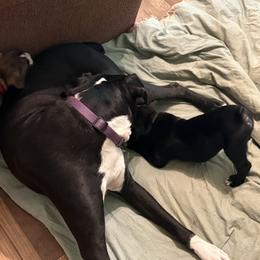 Girl 2 - Brindle female Boxer puppy in West Salem, Ohio from KCF Boxers