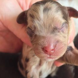 Crunch - Merle male Cockapoo puppy in Dayton, Ohio from Batdogsndoodles