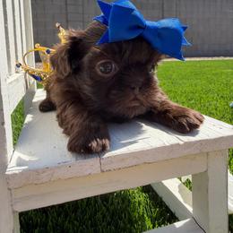 Prince Mahogany - Chocolate male Shih Tzu puppy in Coolidge, Arizona from Shih Tzu’s  ‘N’ Love