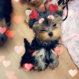 Yorkshire Terrier Puppies from Star Shine Yorkies