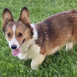 American Corgis and Pembroke Welsh Corgis from Clover Meadows Farm Corgis