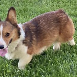 American Corgis and Pembroke Welsh Corgis from Clover Meadows Farm Corgis