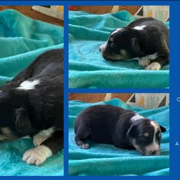 Wanda - Black tri female Miniature American Shepherd puppy in Philpot, Kentucky from MarLoWin Aussies
