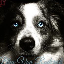 BLUE - Miniature American Shepherd