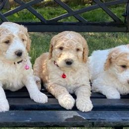 Goldendoodles from Gem State Canines