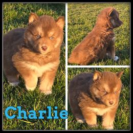 Charlie - Red and white male Siberian Husky puppy in Merrill, Michigan from Haase Family Kennels