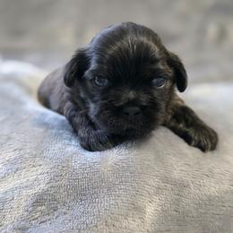 Butch - Chocolate and tan male Shih Tzu puppy in Ronda, North Carolina from Willow River