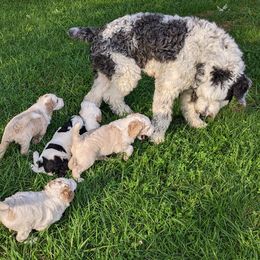 Sheepadoodles from Cook Family Farm