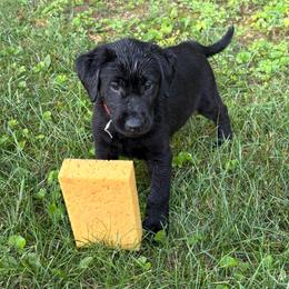 Red collar black lab male pup - Black male Labrador Retriever puppy in Freeport, Illinois from Rock Hollow Retrievers