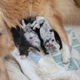 Collie Puppies from Katrina's Collies