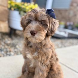 Ariel - Merle female Goldendoodle puppy in Marion, Ohio from Doodles & Doxies