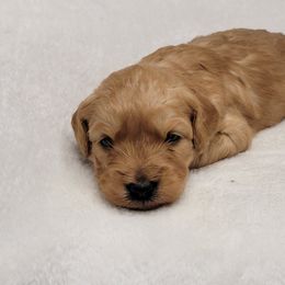 Goldendoodle Puppies from Lake Village Doodles