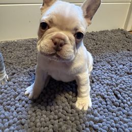 French Bulldog Puppies from Wyatt and co Frenchies