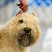 Bouvier des Flandres from Normandy Bouviers