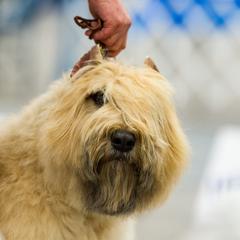Bouvier des Flandres from Normandy Bouviers
