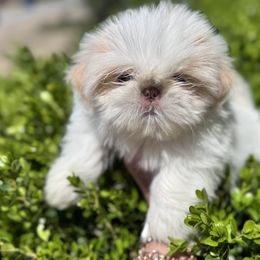 Lilly - Cream and white female Shih Tzu puppy in Bentonville, Arkansas from T & D Dachshunds by design
