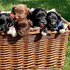 Bordoodles from Rolling C Bordoodle