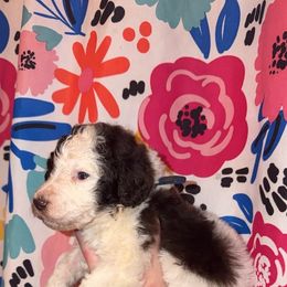 Blazer - Parti male Poodle puppy in Mtn Rest, South Carolina from Stocktons Doxies & Poodles