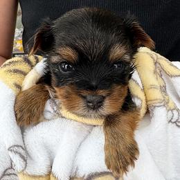 Kiera - Black and tan female Yorkshire Terrier puppy in West Fargo, North Dakota from A Yorkie Tale