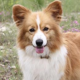 Pembroke Welsh Corgis from Cactus Corgis