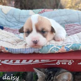 Daisy - Sable female Pembroke Welsh Corgi puppy in Nixa Or Houston, Missouri from Pistol Creek Puppies