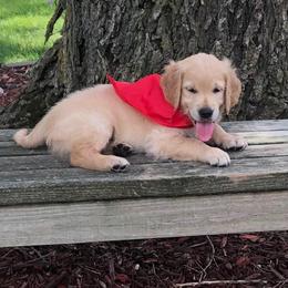 Winston (Red collar) - Golden male Golden Retriever puppy in Webster City, Iowa from Whispering Pines Precious Puppies