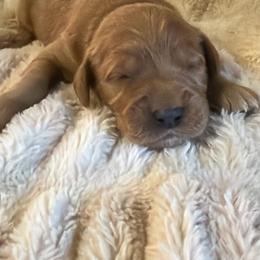 Boy 2 - Apricot male Goldendoodle puppy in Haleyville, Alabama from Susan’s Prefurred Doodles