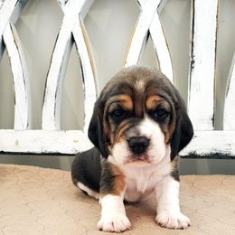 Beagle Puppies from Lazy G Kennels