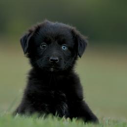 Sadie - Black & white female Miniature Australian Shepherd puppy in Hartman, Arkansas from Southern Edition Aussies