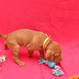 Vizsla Puppies from Summit Vizsla (we can deliver to you)