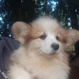 Boy 1 - Red male Pembroke Welsh Corgi puppy in Roy, Washington from Breyerwood